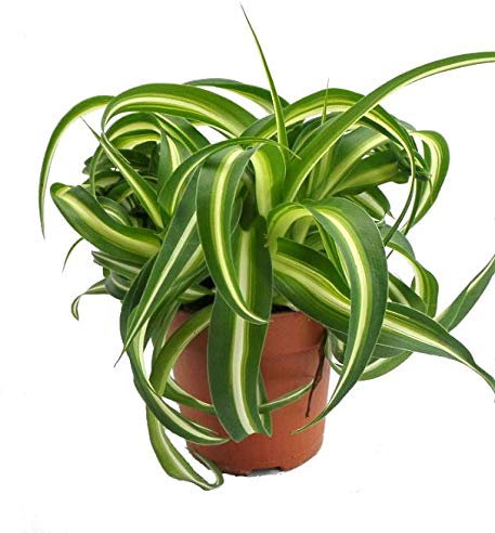 Spider Plant Indoor Houseplant - Chlorophytum Bonnie Caribbean in a 10-12cm Pot. Curly Spider Plant