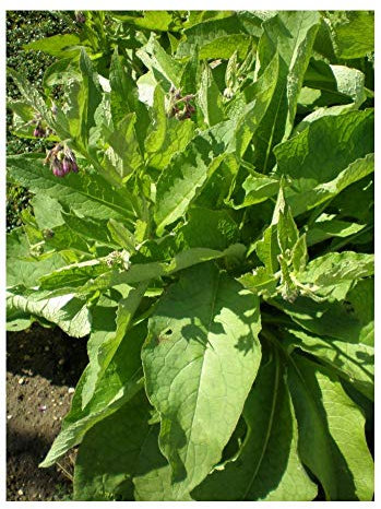 PREMIER SEEDS DIRECT - HERB - Comfrey - SYMPHYTUM OFFICINALE - 45 Seeds