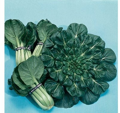 Mizuna Tatsoi – Brassica rapa var. rosularis – Raschwachsender Asiasalat mit hohem Ertrag – 500 Samen