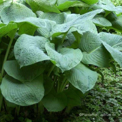 Hosta x cultorum 'Empress Wu' – WINTERHART, MEHRJÄHRIG, PFLEGELEICHT – Funkie – Staude für Schattenbeet & Kübel