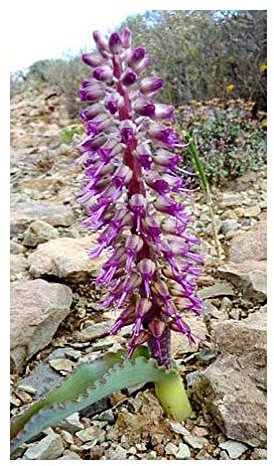 Lachenalia namaquensis - Hyazinthe - 10 Samen