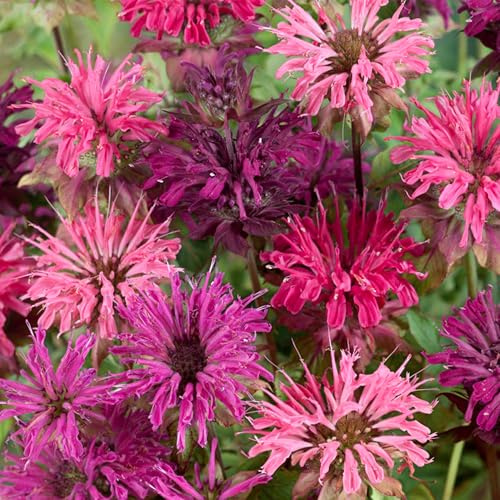 KVITER 25 Lemon Mint Bee Balm Seeds Mix (Monarda Citriodora) – Wild Bergamot Seeds/Horsemint Heirloom Seeds, Native Wildflower Seeds – Perfect Flower Seeds to Plant Outside in Garden & Pots