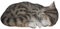 Vivid Arts Ltd Real Life Dekofigur Schlafende Katze, lebensecht, schlafend, gestreiftes Fell, Größe B