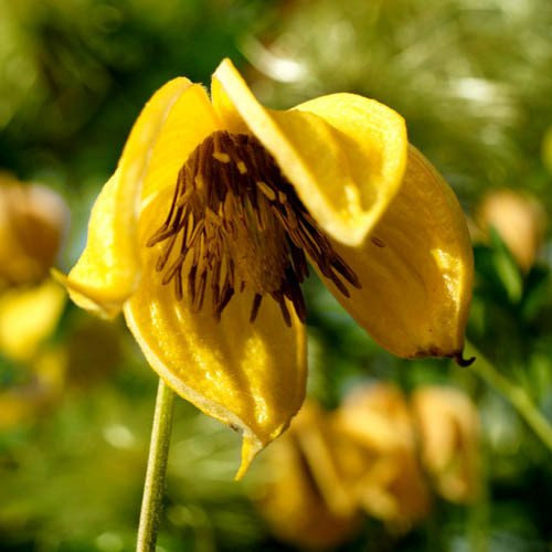 Plant World Seeds - Clematis Tangutica Seeds (Climber Seeds)