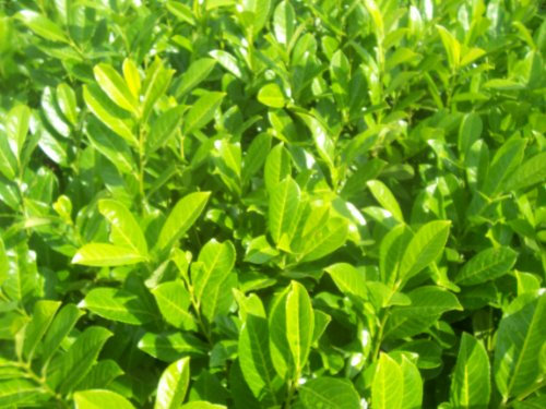 25x Prunus laurocerasus - Cherry Laurel - 40-60cm - Bare Root Hedging Plants - Bareroot