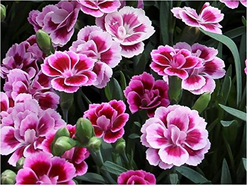 Pack x6 Special Dianthus Pink Kisses® Garden Pinks Perennial Plug Plants