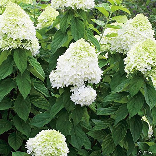 Rispenhortensie Limelight weiß-rosa - Hortensie winterhart & mehrjährig - Hydrangea paniculata - 1 Pflanze von Garten Schlüter - Pflanzen in Top Qualität