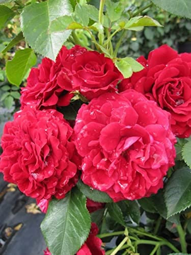 Baumschule Pflanzenvielfalt Kletterrose Grand Award® syn. Götterfunken® - Rosa Grand Award® syn. Götterfunken® - dunkelrot - Duft+ - Poulsen-Rose