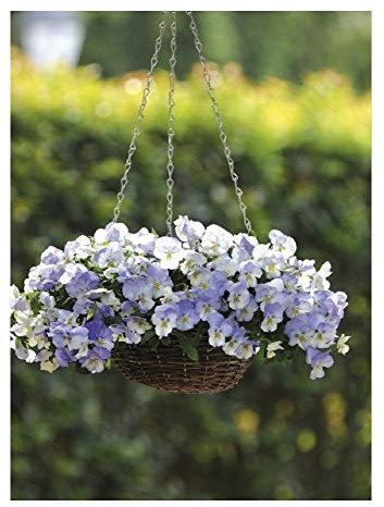 PREMIER SEEDS DIRECT - Pansy Trailing Winter Flowering - Cool Wave - Frost - 16 Seeds