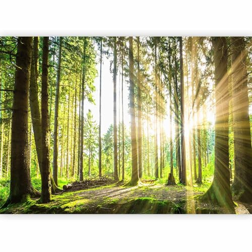 murando Fotomurales Bosque 3D 250x175 cm Papel pintado tejido no tejido Decoración de Pared decorativos Murales moderna de Diseno Fotográfico Pasillo Oficina Paisaje Naturaleza c-B-0098-a-b