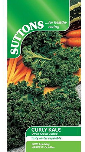 Suttons - Kale Seeds - Dwarf Green Curled