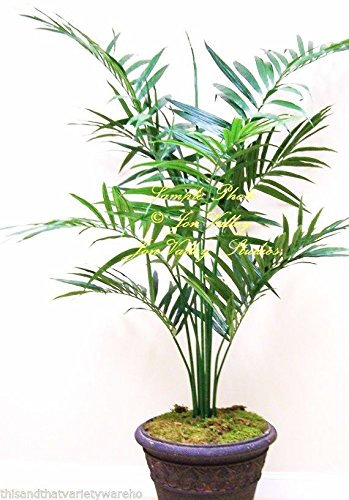 Howea forsteriana Seeds Kentia Palme Zimmerpflanze oder Standard-elegantes Wedeln Selten!