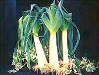 Exhibition Vegetable - Robinsons Mammoth Blanch Leek - 100 Seeds