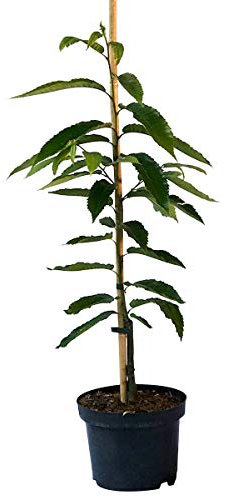 Grüner Garten Shop Belle Epine Esskastanienbaum veredelte Esskastanie geschmackvolle Marone ca. 60-100 cm 7,5 L Topf