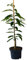 Grüner Garten Shop Belle Epine Esskastanienbaum veredelte Esskastanie geschmackvolle Marone ca. 60-100 cm 7,5 L Topf