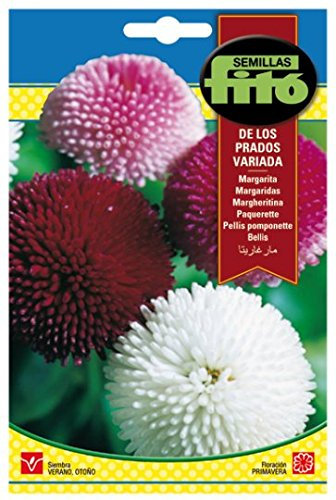 Semillas Fitó Margarita de los Prados Variada