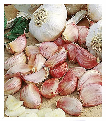 BALDUR Garten Pflanz-Knoblauch, 3 Zwiebeln, Knoblauchzwiebel, wächst auf allen Böden, gesundheitsfördernde Eigenschaften, Knoblauch zum Ernten und Kochen