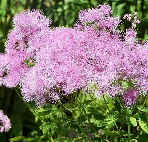 Plant World Seeds - Thalictrum Aquilegiifolium Seeds (Perennial Flower Seeds)
