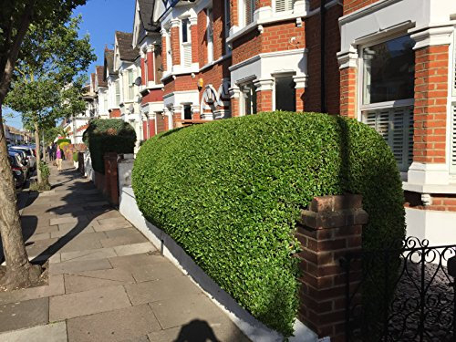 25 Green Privet Hedging Ligustrum Plants Hedge 2-3 ft, 60-90cm,Quick Growing Evergreen, Bare Root