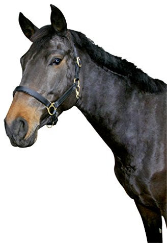 Kerbl Halfter Eco Warmblut, Leder Schwarz, 32257