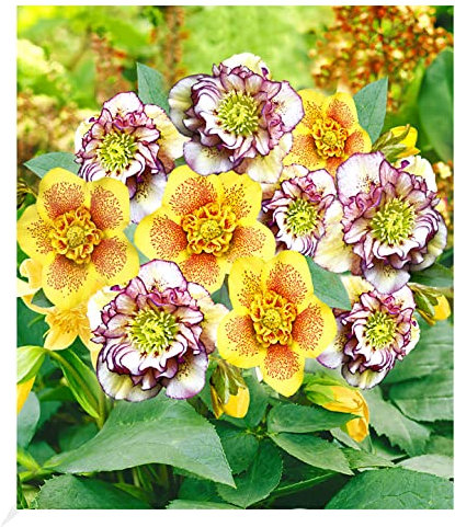BALDUR Garten Gefüllte Christrosen 'Festival-Mix', 2 Pflanzen Double Ellen® Picotée und Hantay, winterharte Staude, mehrjährig, bienenfreundlich, pflegeleicht, blühend, Helleborus