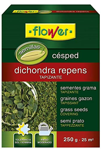 Flower SEMILLA DICHONDRA REPENS