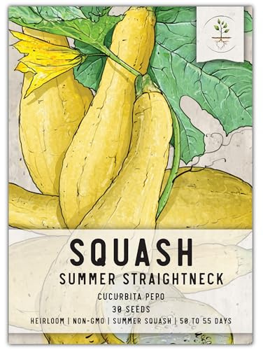 Seed Needs, Straightneck Squash Seeds - 30 Heirloom Seeds for Planting Cucurbita pepo - Delicious Edible Summer Squash to Plant an Outdoor Garden (1 Pack)