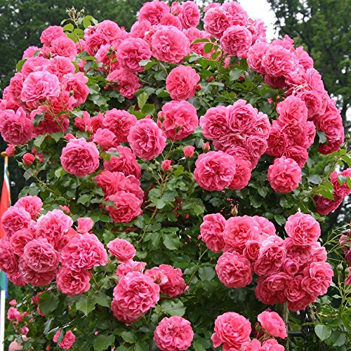 Kletterrose Rosarium Uetersen in Rosa - Kletter-Rose winterhart & duftend - Strauchrose, Pflanze wurzelnackt/Wurzelware von Garten Schlüter Pflanzen in Top Qualität