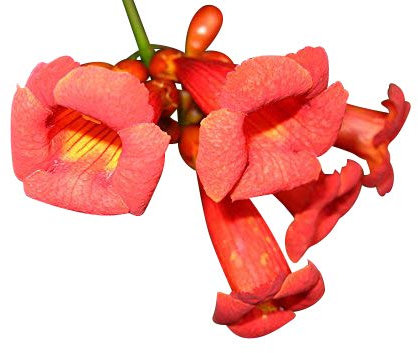 Amerikanische Klettertrompete (Campsis radicans) 10 Samen Winterhart und Rießig