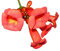 Amerikanische Klettertrompete (Campsis radicans) 10 Samen Winterhart und Rießig