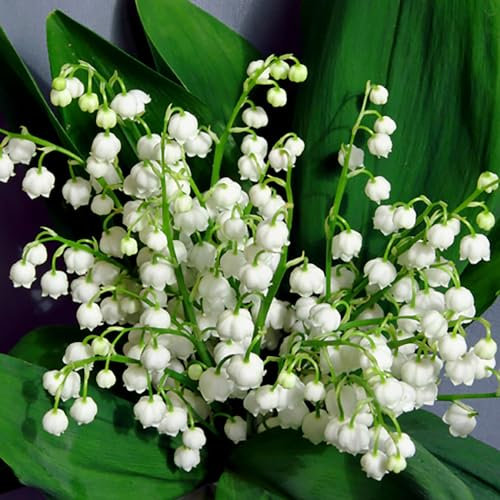 YouGarden Lily of The Valley Perennial Plants, Set of Three Established Plants in 9cm Pots, Favourite Plant of Queen Elizabeth, Shade Loving