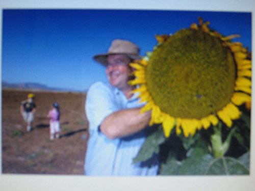 PKT A GRANEL. * SEMILLAS DE GIRASOL mamut raya gris * 200 PKT COUNT. JEFES ENORMES *
