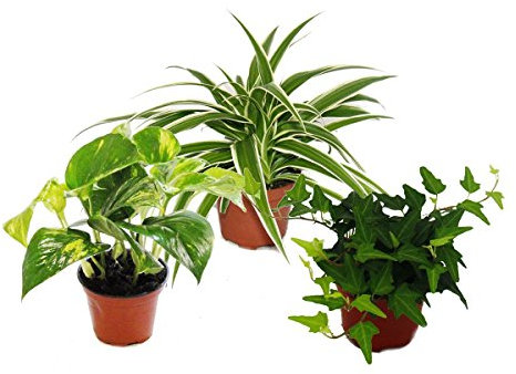Set de treillis pour la chambre avec 3 plantes - 9cm