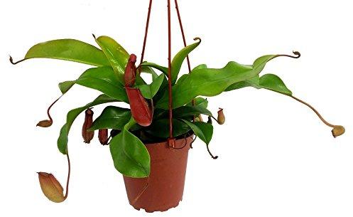 Asian Pitcher Plant - Nepenthes - Carnivorous - Exotic - 4 Hanging Pot