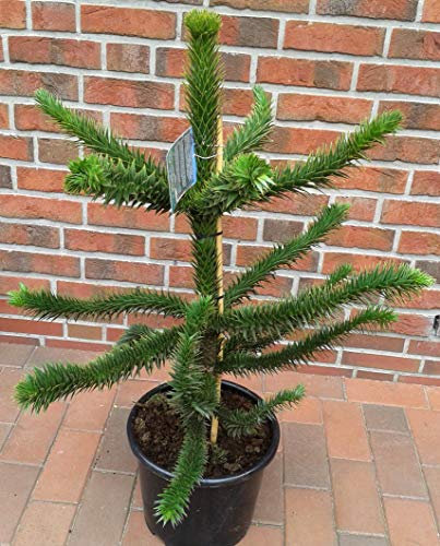 Araucaria araucana (Höhe: 80-90 cm) Schmucktanne, Affenbaum, Affenschaukel, Andentanne, winterhart + Dünger