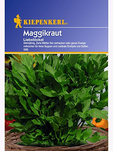 Maggikraut Liebstöckel mehrjährig
