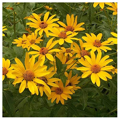 Everwilde Farms - 1 Oz Early Sunflower Native Wildflower Seeds - Gold Vault