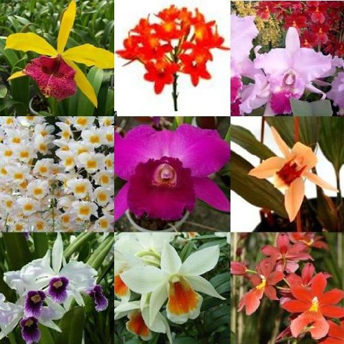 3 blühende Orchideen im Topf, Überraschungspflanzen, 1 Rispe pro Pflanze