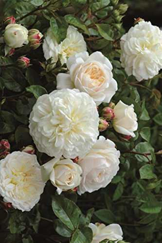 Englische Rose Tranquillity ® im 7 Liter Rosentopf