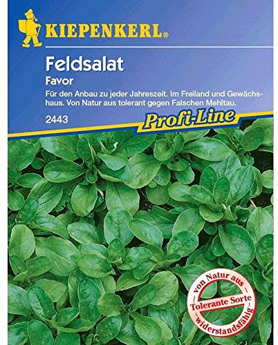 Kiepenkerl Feldsalat 'Favor', 1 Tüte Samen