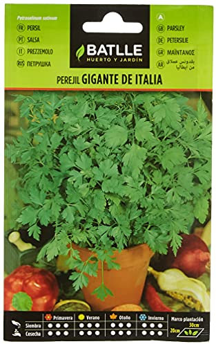Graines aromatiques de Batlle - Persil géant d'Italie (9g)