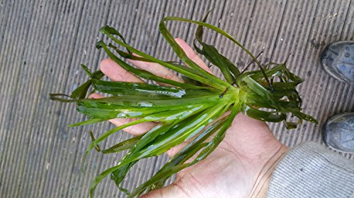 Mühlan Aquatic Plants 5 water soldier, Stratiotes aloides, garden pond, frost-hardy