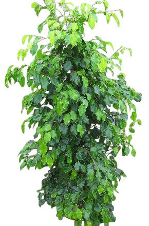 Indoor Plant -House or Office Plant -Ficus benjamina - Green Weeping Fig 1.5m