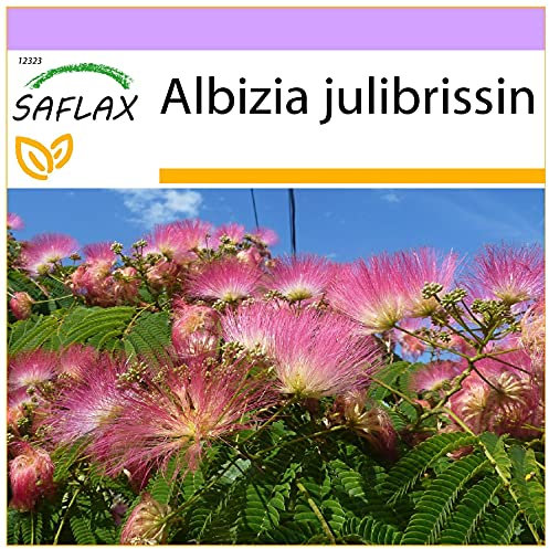 SAFLAX - Albizia - 50 graines - Albizia julibrissin