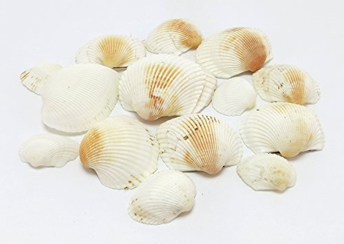 Deko Muscheln - Heller Mix 180g