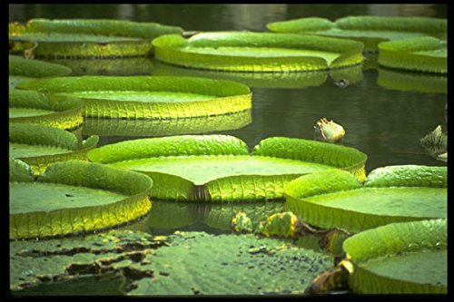 672086 Victoria Giant Water Lily A4 Photo Poster Print 10x8