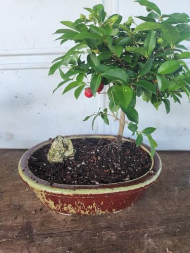 Indoorbonsaiexotics Dwarf Weeping Cherry Beginner Bonsai Tree (Indoors)