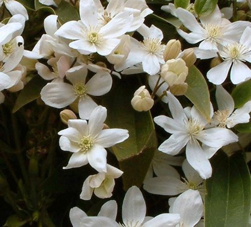 Clematis armandii Evergreen 12cm Deep Pot Size