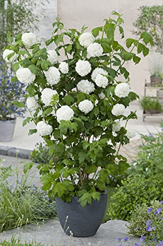 Gefüllter Schneeball 'Roseum' - frühblühender Blühstrauch - pflegeleicht und robust - weiß (40-60 cm)