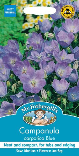 Mr Fothergill's Campanula carpatica Blue
